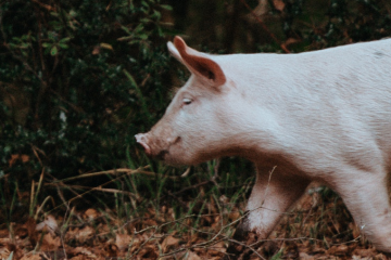 A piglet running through the woods